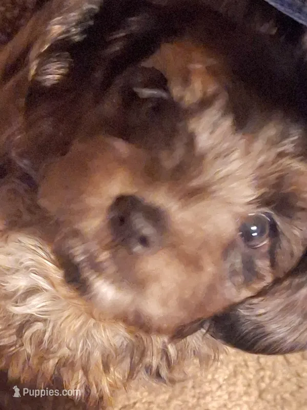 Honey's Kiss 1 – Yorkipoo, Yorkshire Terrier puppy for sale in Denver, CO