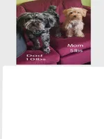 Honey's Kiss 1, a male Yorkipoo and Yorkshire Terrier for sale in Denver, CO – 3 of 3