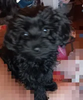 Kisses Honey , a female Yorkipoo and Yorkshire Terrier for sale in Denver, CO – 3 of 3