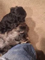 Honey's Kiss 3, a female Yorkshire Terrier for sale in Denver, CO – Photo 5 of 5