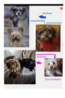 Honey's Kiss 3, a female Yorkshire Terrier for sale in Denver, CO – Photo 4 of 5