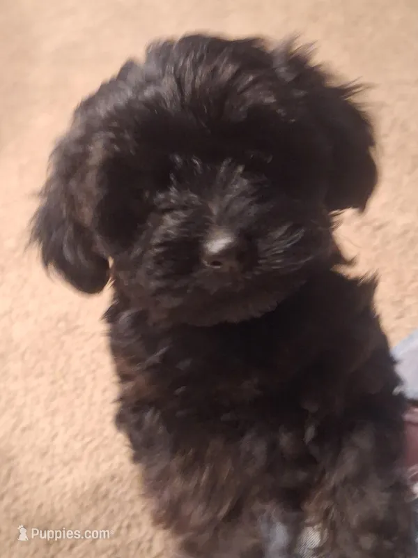 Honey's Kiss 3 – Yorkshire Terrier puppy on hold in Denver, CO