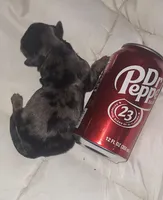 Honey Kiss 1, a male Yorkipoo and Yorkshire Terrier for sale in Denver, CO – Photo 1 of 5