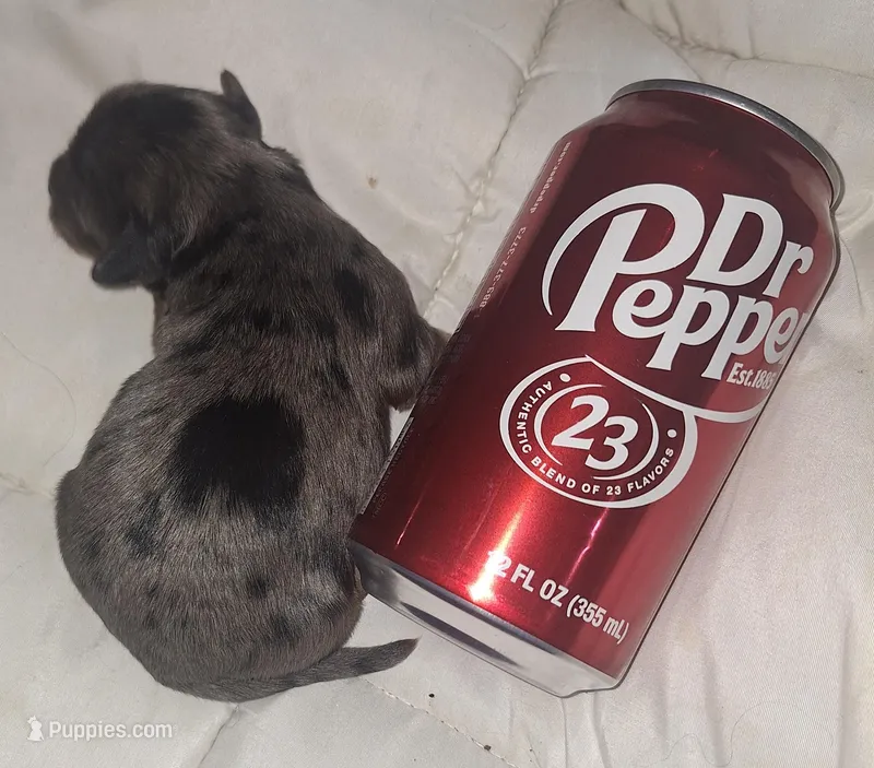 Honey Kiss 2 – Yorkipoo, Yorkshire Terrier puppy for sale in Denver, CO