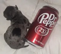 Honey Kiss 2, a male Yorkipoo and Yorkshire Terrier for sale in Denver, CO – Photo 1 of 5