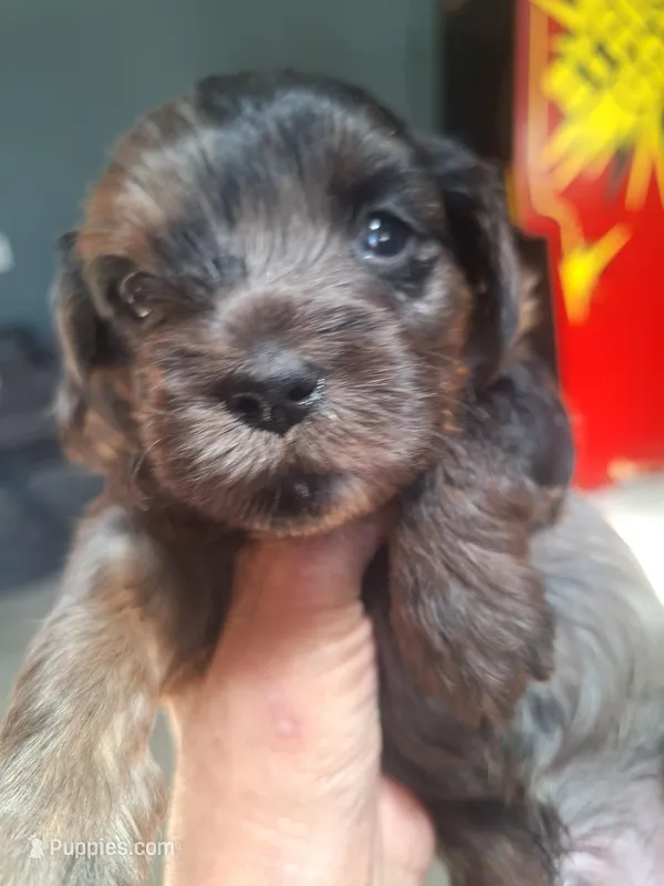 Honey Kiss 1 – Yorkipoo, Yorkshire Terrier puppy for sale in Denver, CO