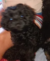 Kisses Honey , a female Yorkipoo and Yorkshire Terrier for sale in Denver, CO – 1 of 3