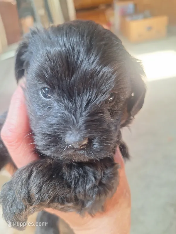 Kiss Honey 3, a female Yorkipoo and Yorkshire Terrier for sale in Denver, CO – Photo 1 of 1