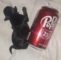 Honey Kiss 3, a female Yorkipoo and Yorkshire Terrier for sale in Denver, CO – Photo 1 of 5