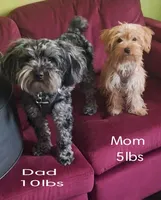 Honey Kiss 1, a male Yorkipoo and Yorkshire Terrier for sale in Denver, CO – Photo 5 of 5