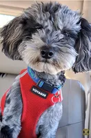 Honey Kiss 3, a female Yorkipoo and Yorkshire Terrier for sale in Denver, CO – Photo 2 of 5