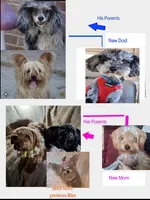 Honey Kiss 1, a male Yorkipoo and Yorkshire Terrier for sale in Denver, CO – Photo 4 of 5
