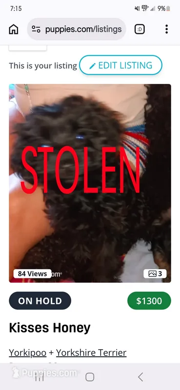 Kisses Honey  – Yorkipoo, Yorkshire Terrier puppy on hold in Denver, CO