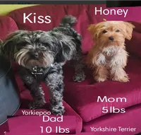 Honey's Kiss 2, a male Yorkipoo and Yorkshire Terrier for sale in Denver, CO – 3 of 3