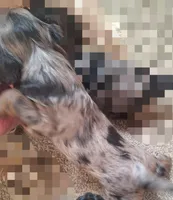 Honey's Kiss 1, a male Yorkipoo and Yorkshire Terrier for sale in Denver, CO – Photo 6 of 10