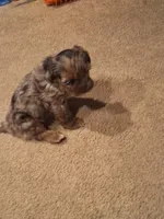 Honey's Kiss 1, a male Yorkipoo and Yorkshire Terrier for sale in Denver, CO – Photo 2 of 10