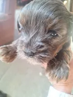 Honey's Kiss 1, a male Yorkipoo and Yorkshire Terrier for sale in Denver, CO – Photo 8 of 10