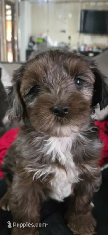 Honey's Kiss 1 – Yorkipoo, Yorkshire Terrier puppy for sale in Denver, CO