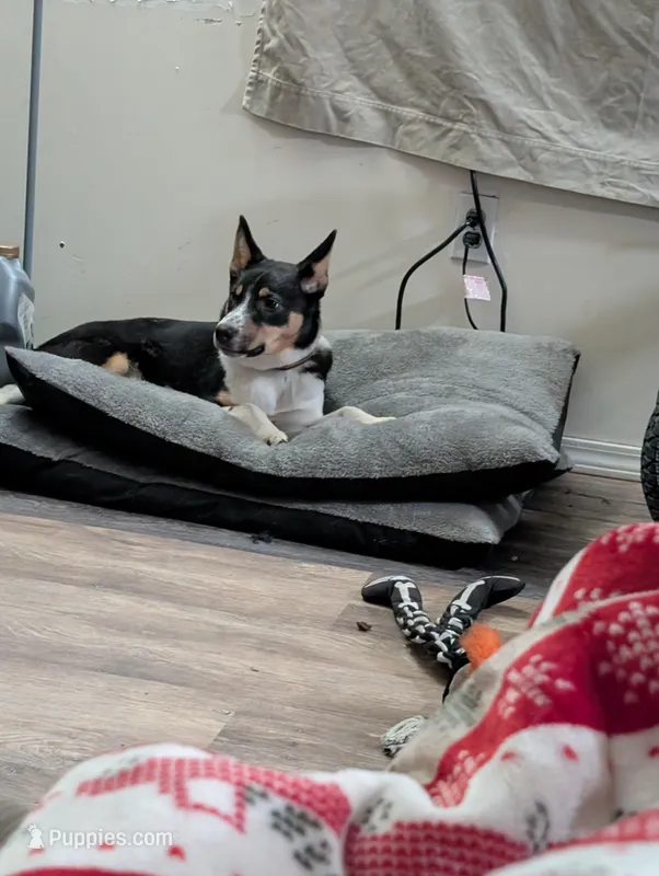 cruz – Australian Cattle Dog puppy for sale in Newfield Hamlet, NY