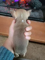 Happy, a female Chihuahua for sale in Walden, NY – Photo 1 of 4