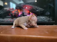 Happy, a female Chihuahua for sale in Walden, NY – Photo 4 of 4