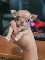 Happy, a female Chihuahua for sale in Walden, NY – Photo 2 of 4