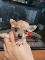 Bandit, a male Chihuahua for sale in Walden, NY – Photo 5 of 8