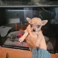 Bandit, a male Chihuahua for sale in Walden, NY – Photo 7 of 8