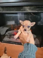 Bandit, a male Chihuahua for sale in Walden, NY – Photo 7 of 8