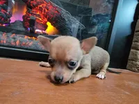 Bandit, a male Chihuahua for sale in Walden, NY – Photo 8 of 8