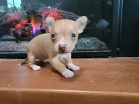 Luna, a male Chihuahua for sale in Walden, NY – Photo 2 of 5