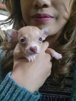 Luna, a male Chihuahua for sale in Walden, NY – Photo 5 of 5