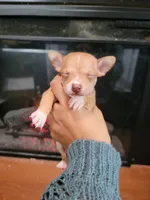 Luna, a male Chihuahua for sale in Walden, NY – Photo 3 of 5