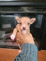 Luna, a male Chihuahua for sale in Walden, NY – Photo 1 of 5