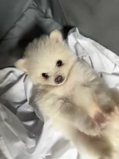 Deebo , a male Pomeranian for sale in Waldorf, MD – 10 of 10