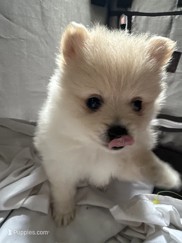 Princess  – Pomeranian puppy for sale in Waldorf, MD
