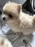 Princess , a female Pomeranian for sale in Waldorf, MD – 6 of 10