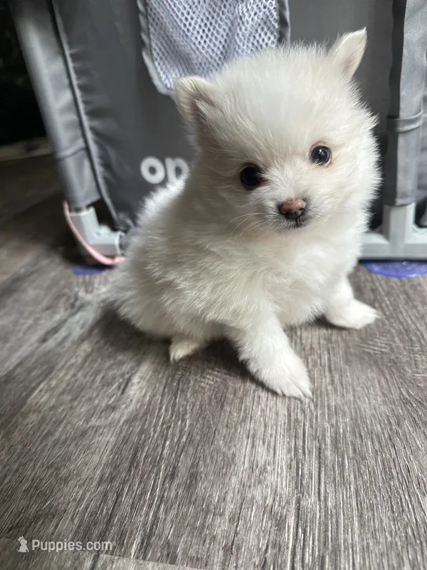 Deebo  – Pomeranian puppy for sale in Waldorf, MD