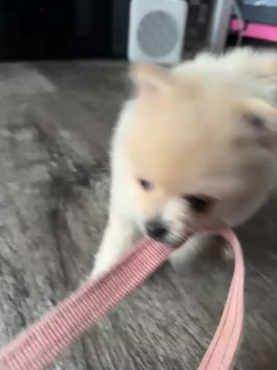 Princess , a female Pomeranian for sale in Waldorf, MD – 3 of 10