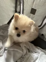 Princess , a female Pomeranian for sale in Waldorf, MD – 2 of 10