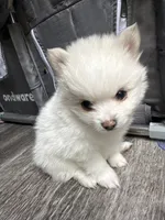 Deebo , a male Pomeranian for sale in Waldorf, MD – 3 of 10