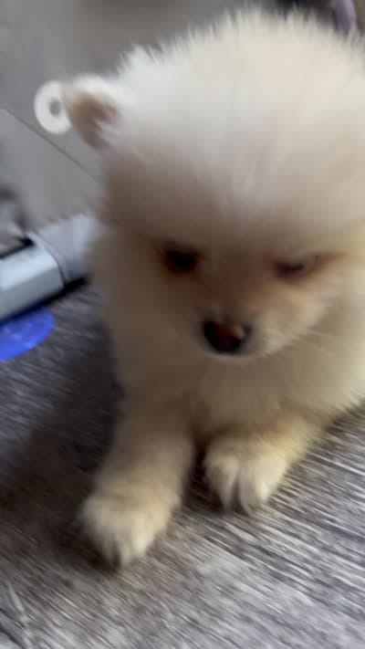 Delay, a male Pomeranian for sale in Waldorf, MD – 2 of 2