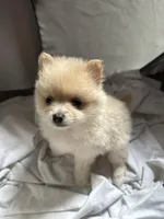 Princess , a female Pomeranian for sale in Waldorf, MD – 7 of 10