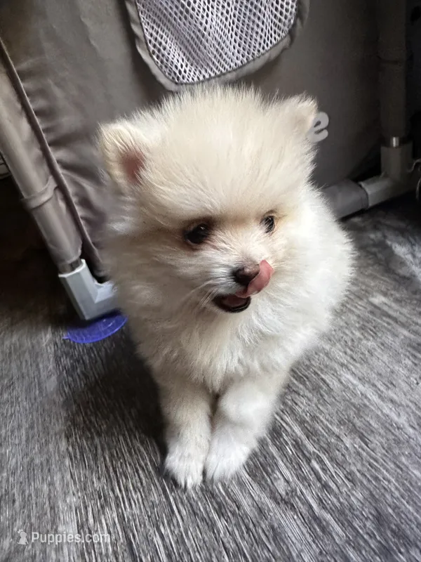 Delay – Pomeranian puppy for sale in Waldorf, MD