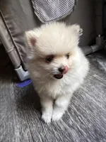 Delay, a male Pomeranian for sale in Waldorf, MD – 1 of 2