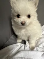 Deebo , a male Pomeranian for sale in Waldorf, MD – 2 of 10