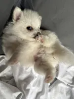 Deebo , a male Pomeranian for sale in Waldorf, MD – 6 of 10