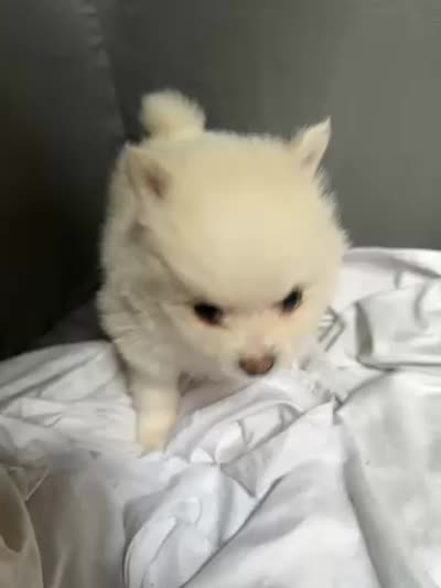 Deebo , a male Pomeranian for sale in Waldorf, MD – 8 of 10