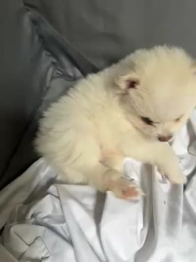 Deebo , a male Pomeranian for sale in Waldorf, MD – 9 of 10