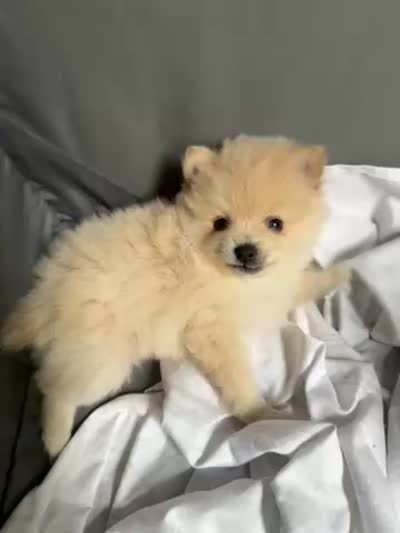 Princess , a female Pomeranian for sale in Waldorf, MD – 10 of 10